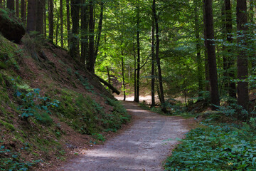 Wandern im Wald