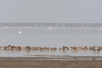 Vogels op Waddenzee, Birds at Wadden Sea