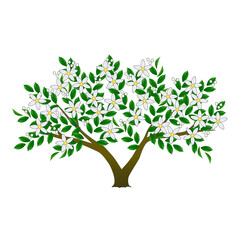 白い花が咲く柑橘類の樹