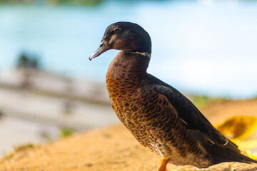 Portrait of a duck resting near the lake