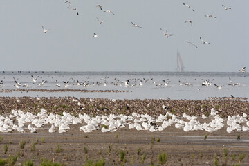 Vogels op Waddenzee, Birds at Wadden Sea