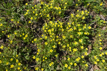 Many little yellow flowers of ceratocephala testiculata in mid March