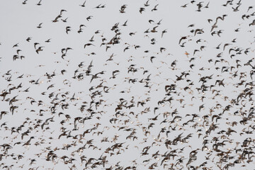 Bonte Strandloper, Dunlin, Calidris alpina