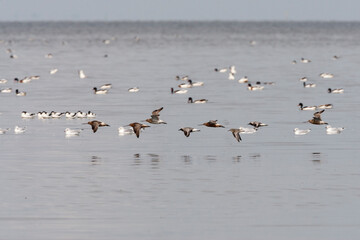 Vogels op Waddenzee, Birds at Wadden Sea