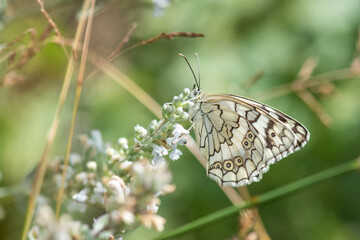 Satyridae / Anadolu Melikesi / Balkan Marbled White / Melanargia larissa