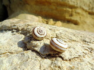 two white shells with brown stripes lie on a beige stone in the rays of the sun