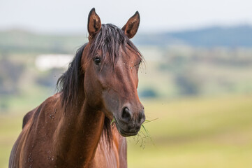Fototapeta premium Brown Horse eating Grass