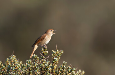 Nachtegaal; Common Nightingale; Luscinia megarhynchos