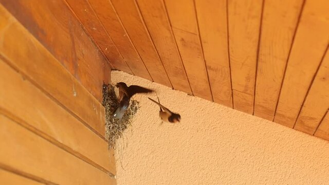 swallow couple building a nest in slow motion