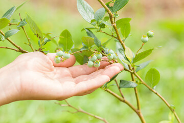 Fototapeta na wymiar Young adult woman hand showing green unripe blueberries at garden. Closeup. Waiting harvest.