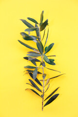 Fototapeta na wymiar green leaves of the plant on a yellow background