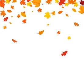 Autumn falling leaves isolated on white background. Autumn background with golden maple and oak leaves.