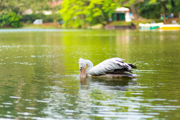Wild pelican fishing in the city lake
