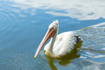 Wild pelican fishing in the city lake