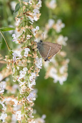 Lycaenidae / Güzel Sevbeni / / Satyrium spini