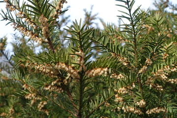 Brown male cones on branches of European yew in mid March
