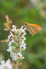 Hesperiidae / Sarı Antenli Zıpzıp / / Thymelicus sylvestris