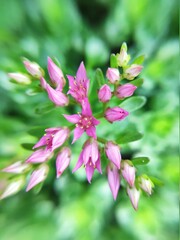 close up of pink flowers