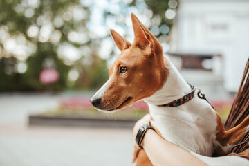 basenji dog portrait red dog 