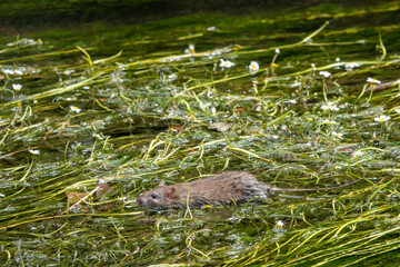 water rat swimming  in a river