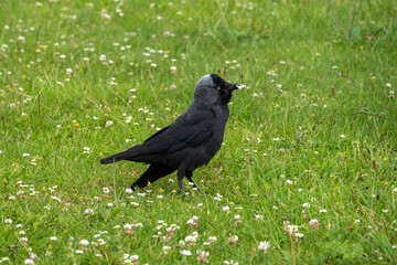 the jackdaw a small black crow with a distinctive silvery sheen to the back of its head standing in a meadow of clover