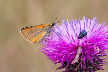 butterfly on flower
