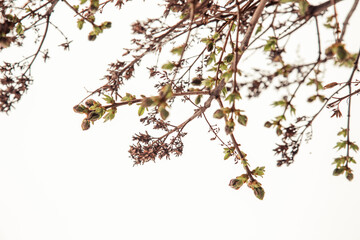 blooming branches in spring on white background
