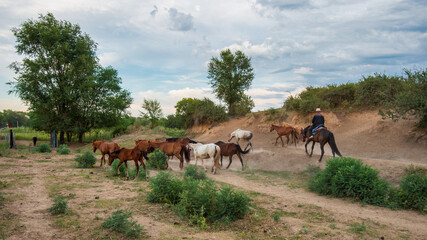 Obraz premium Horses and shepherd on the prairie
