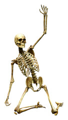 3D Rendering Human Skeleton on White