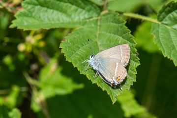 Lycaenidae / Güzel Sevbeni / / Satyrium spini