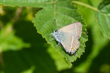 Lycaenidae / Güzel Sevbeni / / Satyrium spini