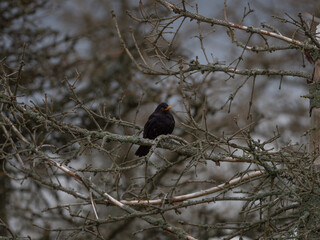 Amsel