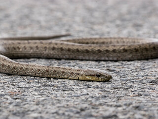 아스팔트 바닥 위를 기어가는 갈색 뱀