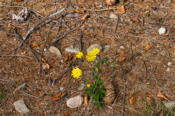 Pflanzen im Wald