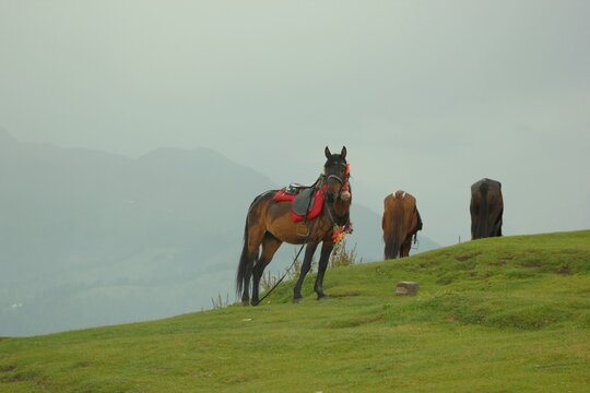 Shot of Beautiful meadows of Toli Peer Azad Kashmir