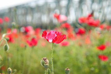 ポピー 赤い 花畑 春 鮮やか かわいい 美しい 綺麗 鉄橋 橋 晴れ 日本