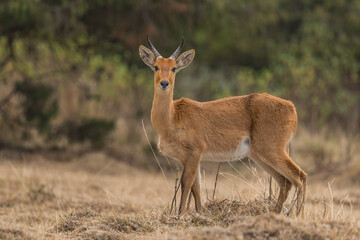 Naklejka na ściany i meble Eastern Bohor Reedbuck - Redunca redunca bohor, beautiful shy antelope endemic in Ethiopean mountains, Bale mountians, Ethiopia.
