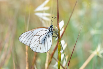  Alıç Kelebeği » Aporia crataegi » Black-veined White