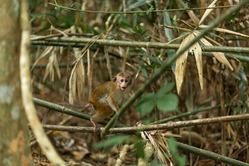 Monkey in the jungle. Natural habitat close up