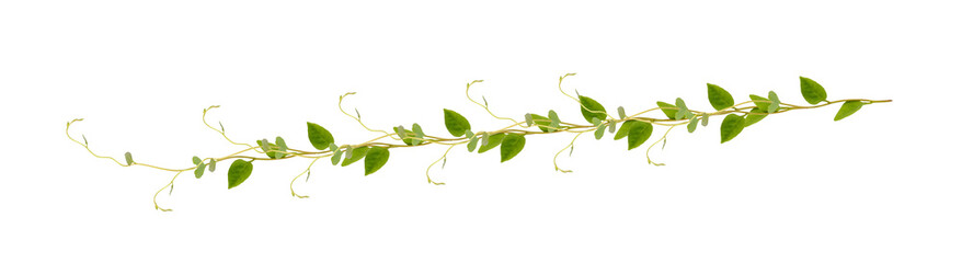 Heart shaped green leaves climbing vines ivy of cowslip creeper (Telosma cordata) the creeper...