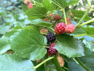 fresh mulberry in the garden on tree branch