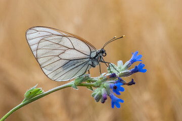  Alıç Kelebeği » Aporia crataegi » Black-veined White