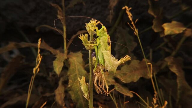 Male green katydid molting its skin.
Camouflage katydid in the nature on the leaves.
Amazingly camouflaged insect.
Closeup insects.
Insect, bugs, bug.
Animals, animal.
Wildlife, wild nature, forest