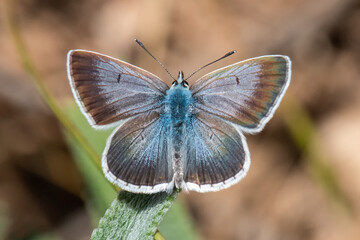 Lycaenidae / Anadolu Çokgözlüsü / Anatolian False Argus / Polyommatus hyacinthus