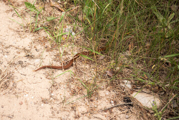 Copper colored viper crawling in the grass.