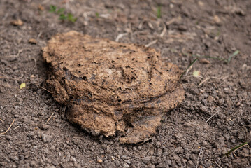 Dry cow dung lying on the ground.