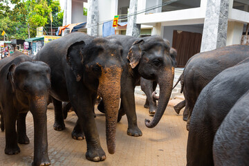 A herd of elephants is led down a city street after swimming in the river. Elephant orphanage in Sri Lanka - Powered by Adobe