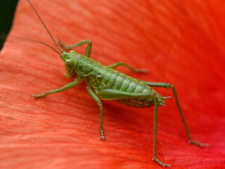 Punktierte Zartschrecke