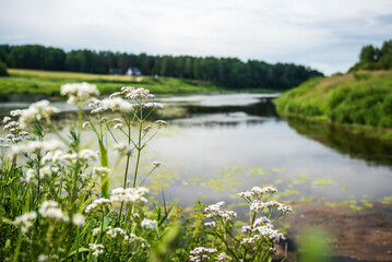 The Abava River flows into the Venta River, Latvia.