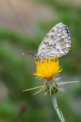 Satyridae / Anadolu Melikesi / Balkan Marbled White / Melanargia larissa